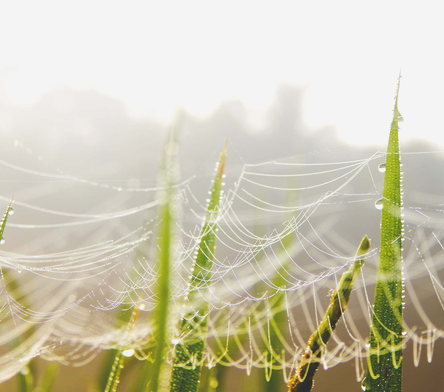 spider webs on green plants
