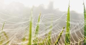 spider webs on green plants