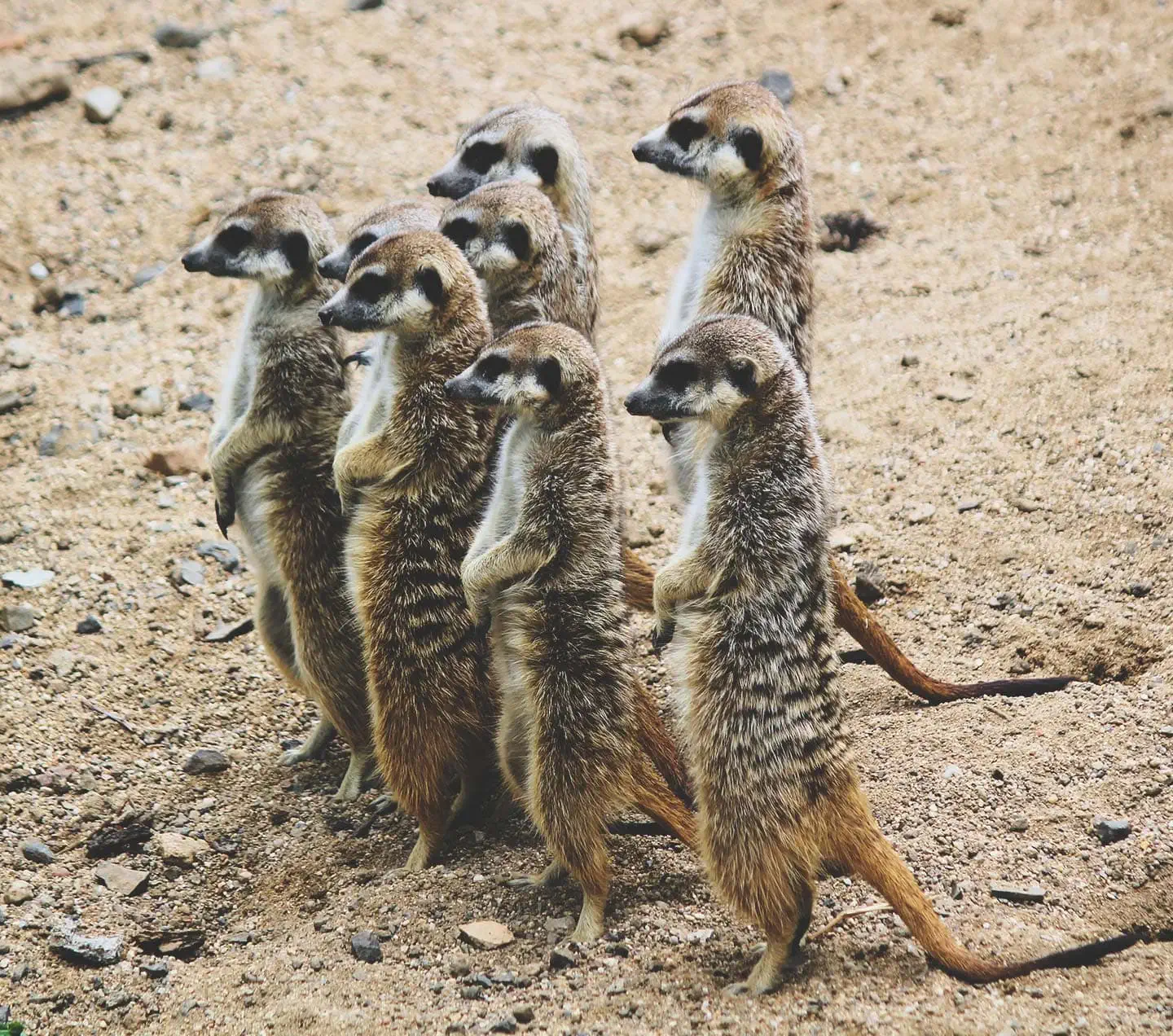 meerkats on alert