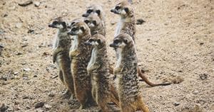 meerkats on alert