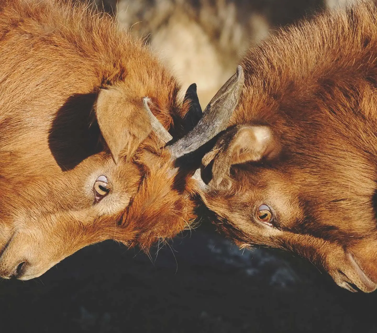 Goats going head to head