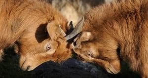 Goats going head to head