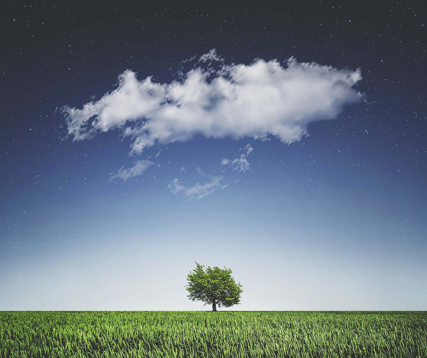 A tree in a field with a cloud floating above it