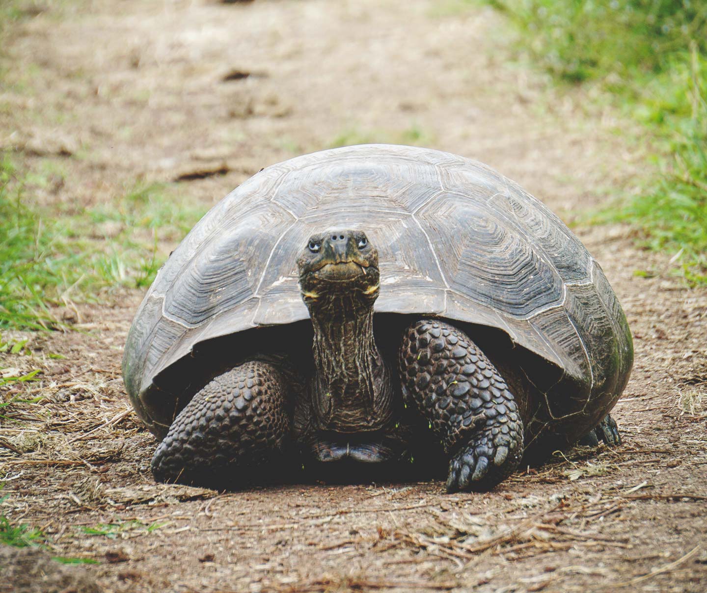 Slow website performance represented by a tortoise