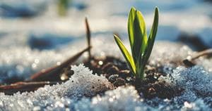 Green sprout emerging from snowy ground representing the end of a season.