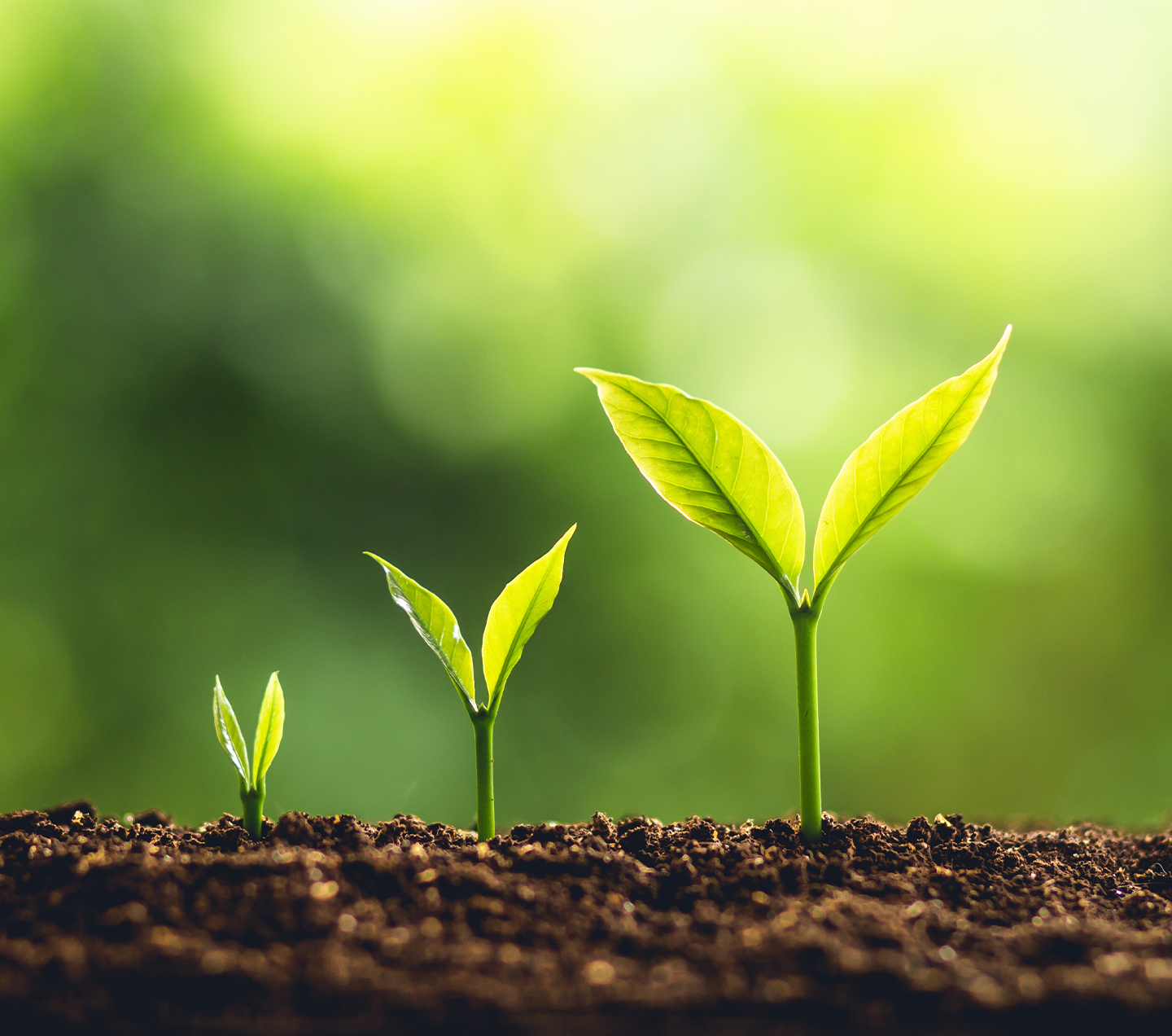 3 steps of tree growth