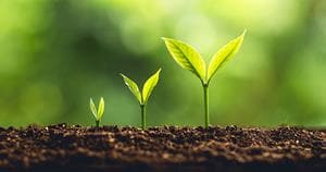 3 steps of tree growth
