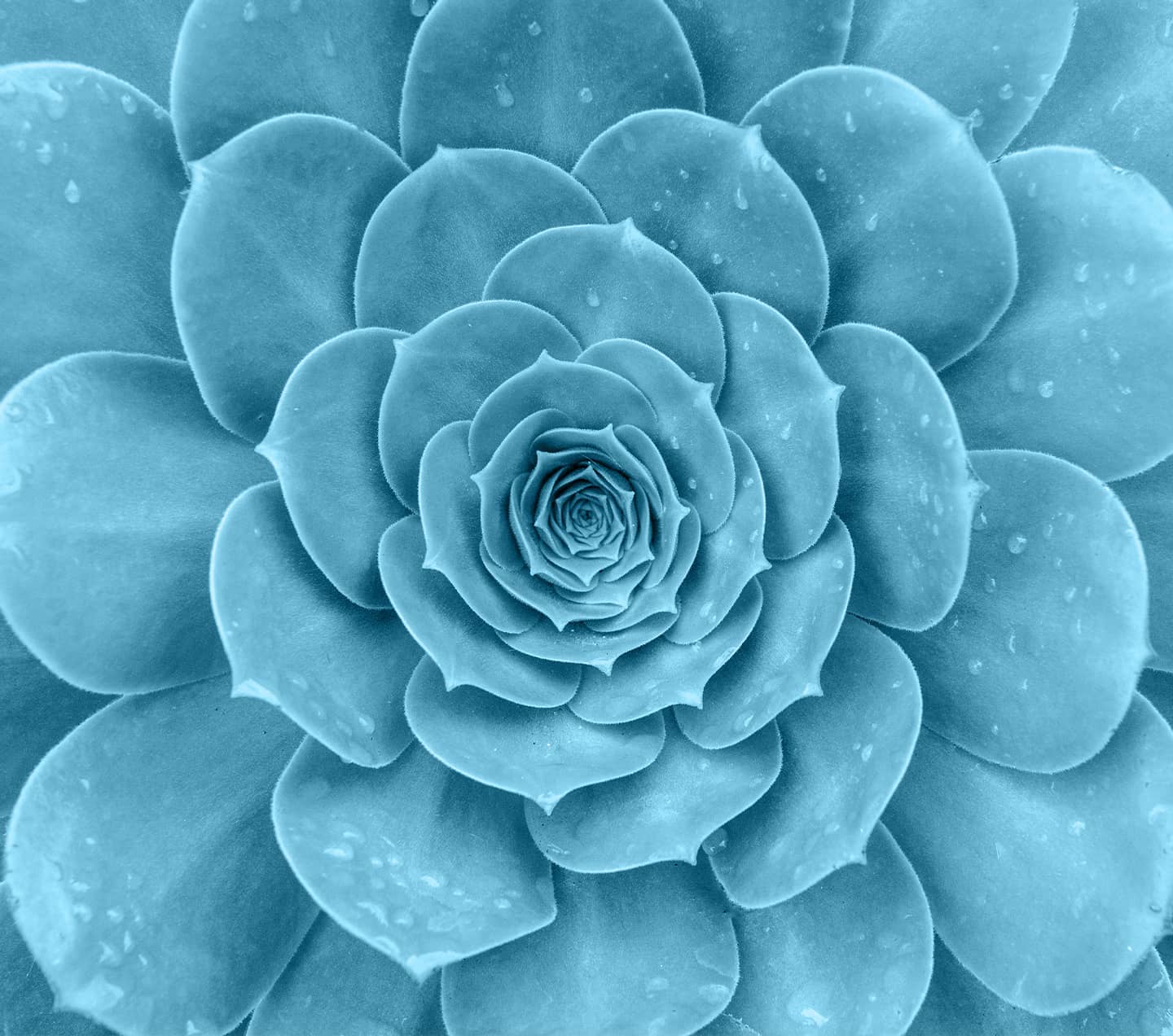 Top view of the pattern of a blue green succulent plant