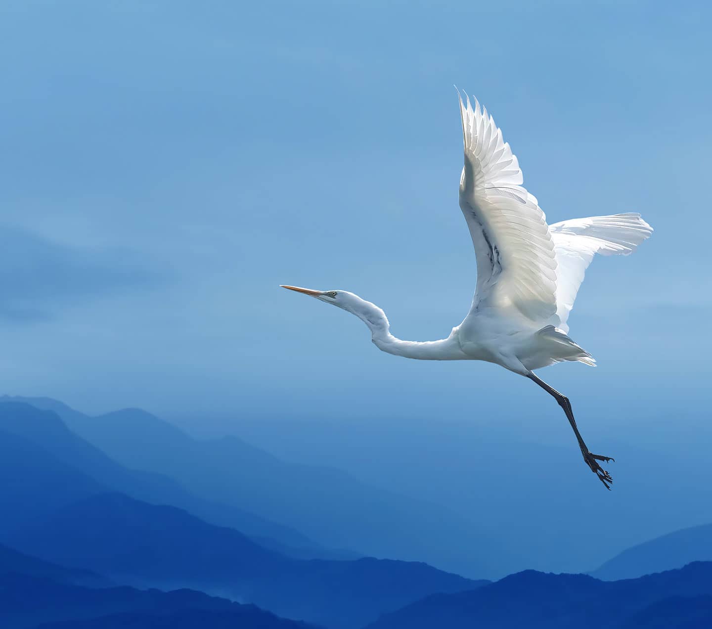 Bird flying