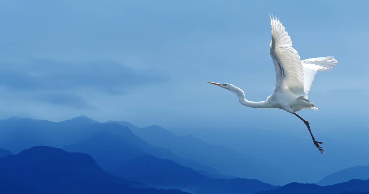 Bird flying