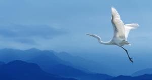 Bird flying