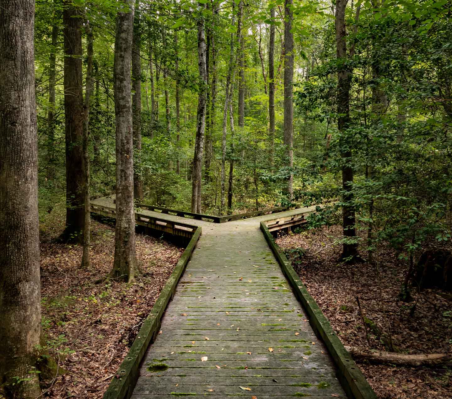 Trail in the woods with 2 trail alternatives