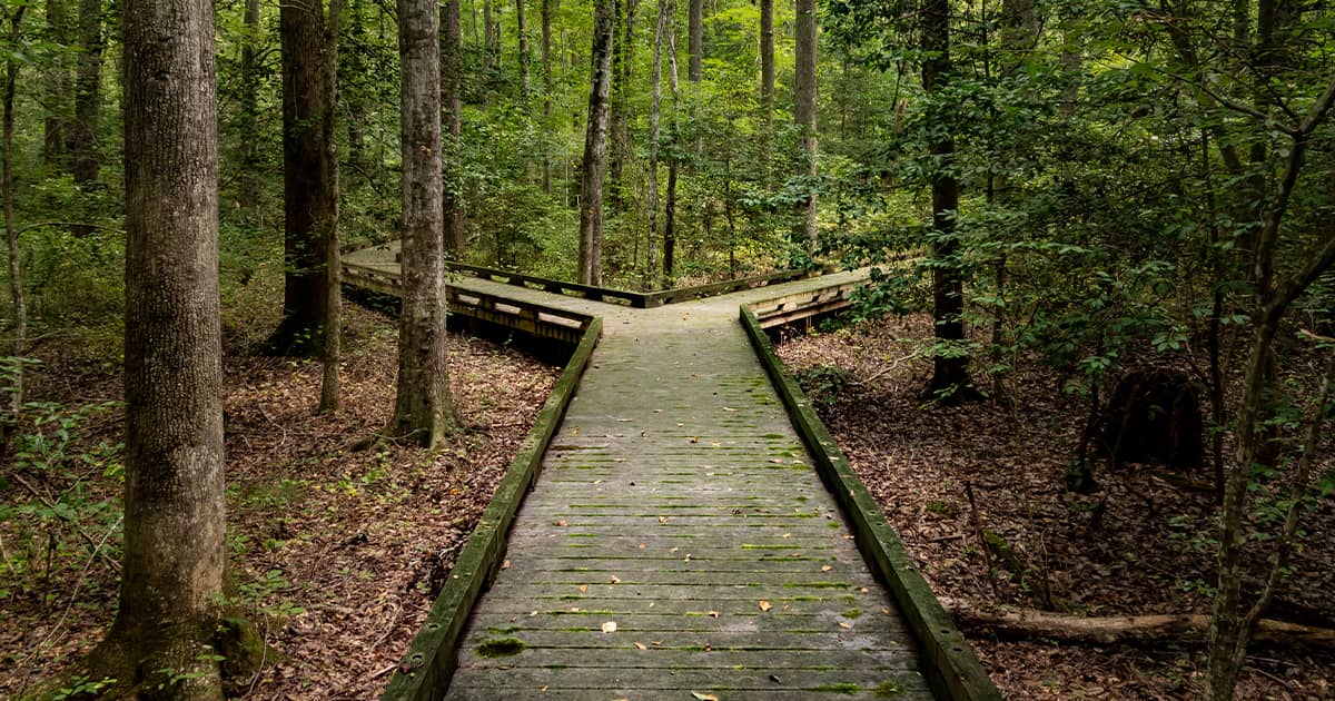 Trail in the woods with 2 trail alternatives
