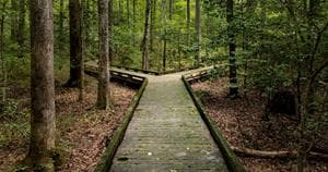 Trail in the woods with 2 trail alternatives