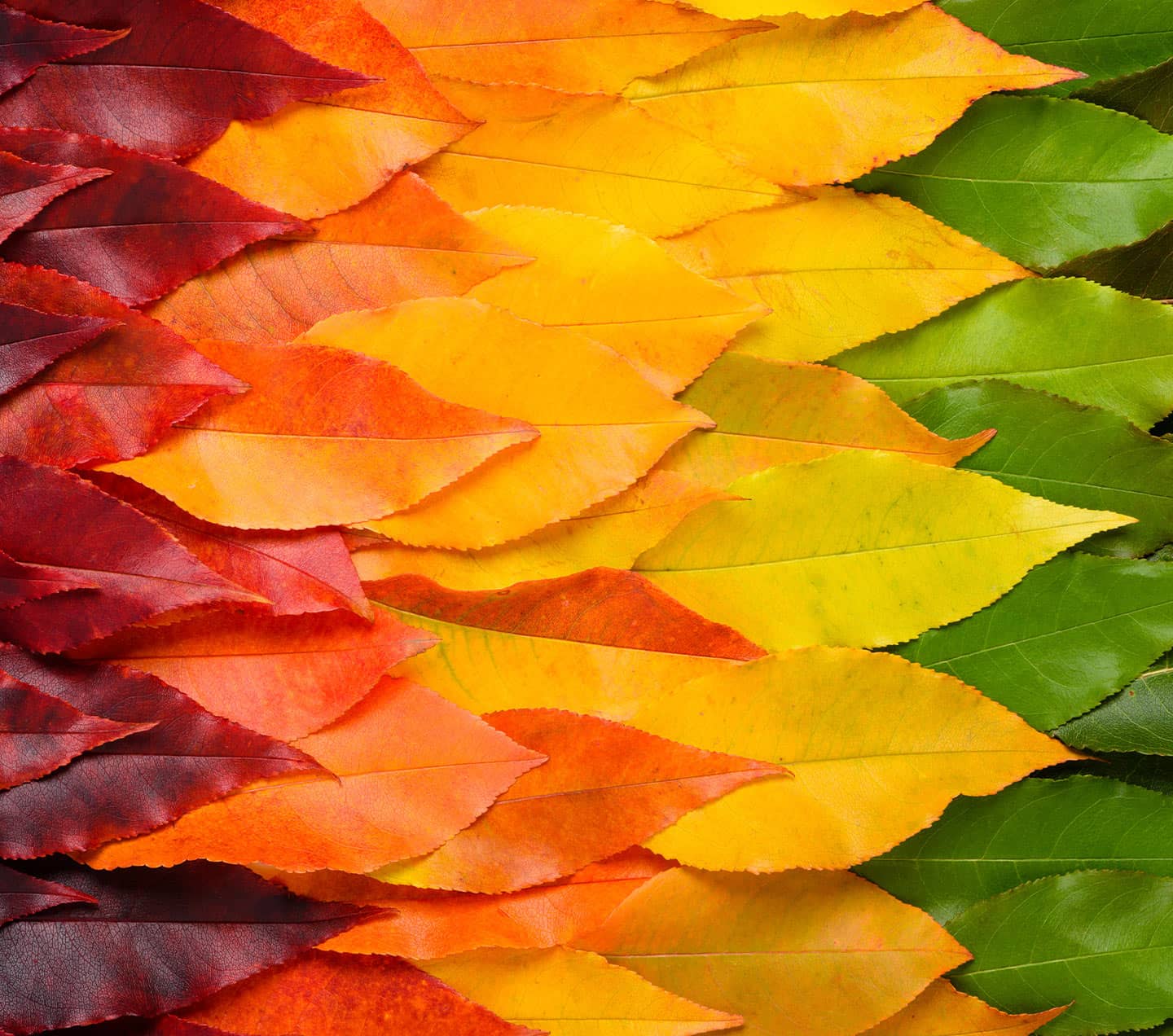 Leaf gradient transition from green to vibrant yellow and red leaves