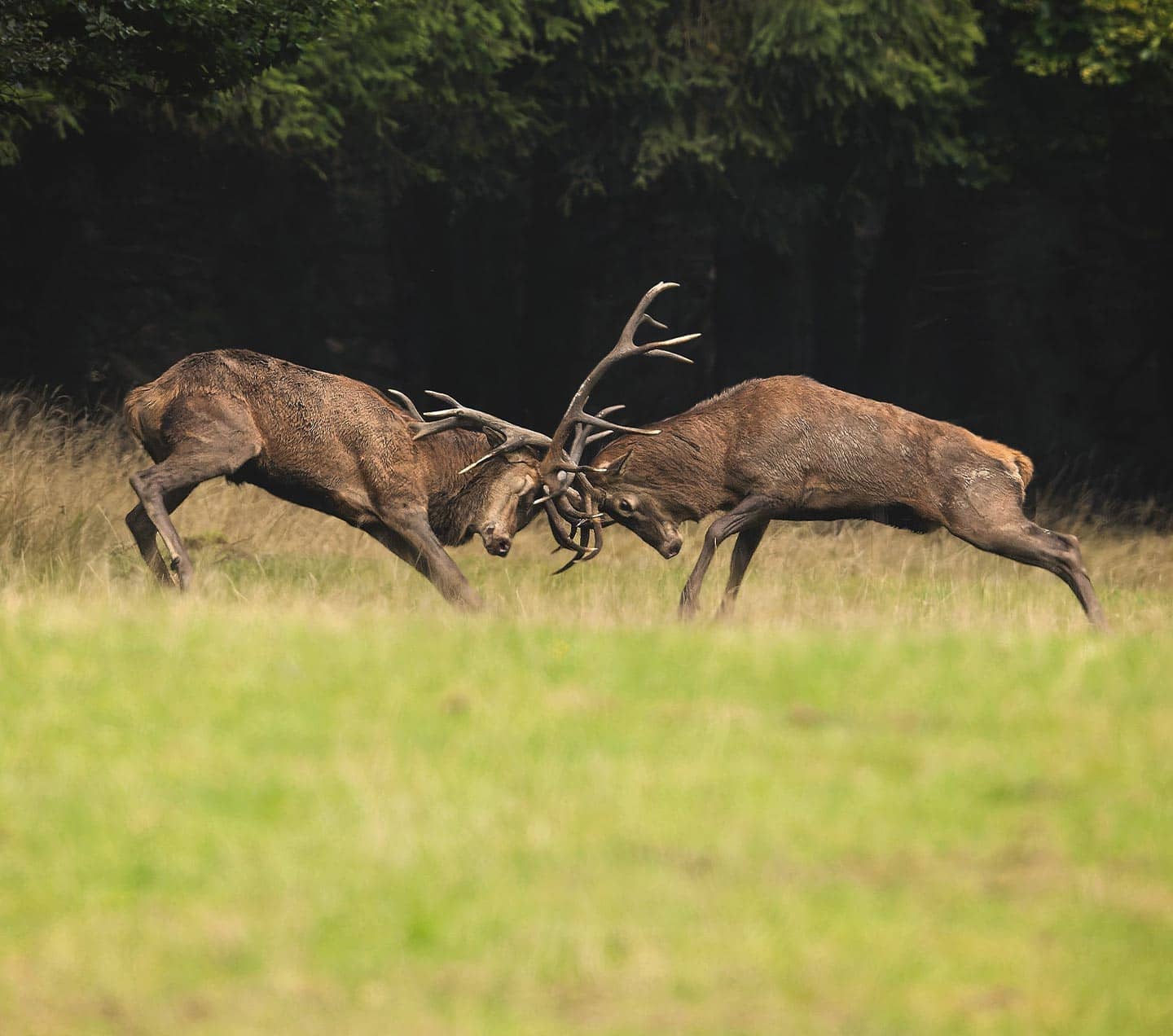 Deer fighting
