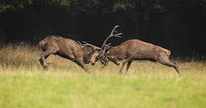 Deer fighting
