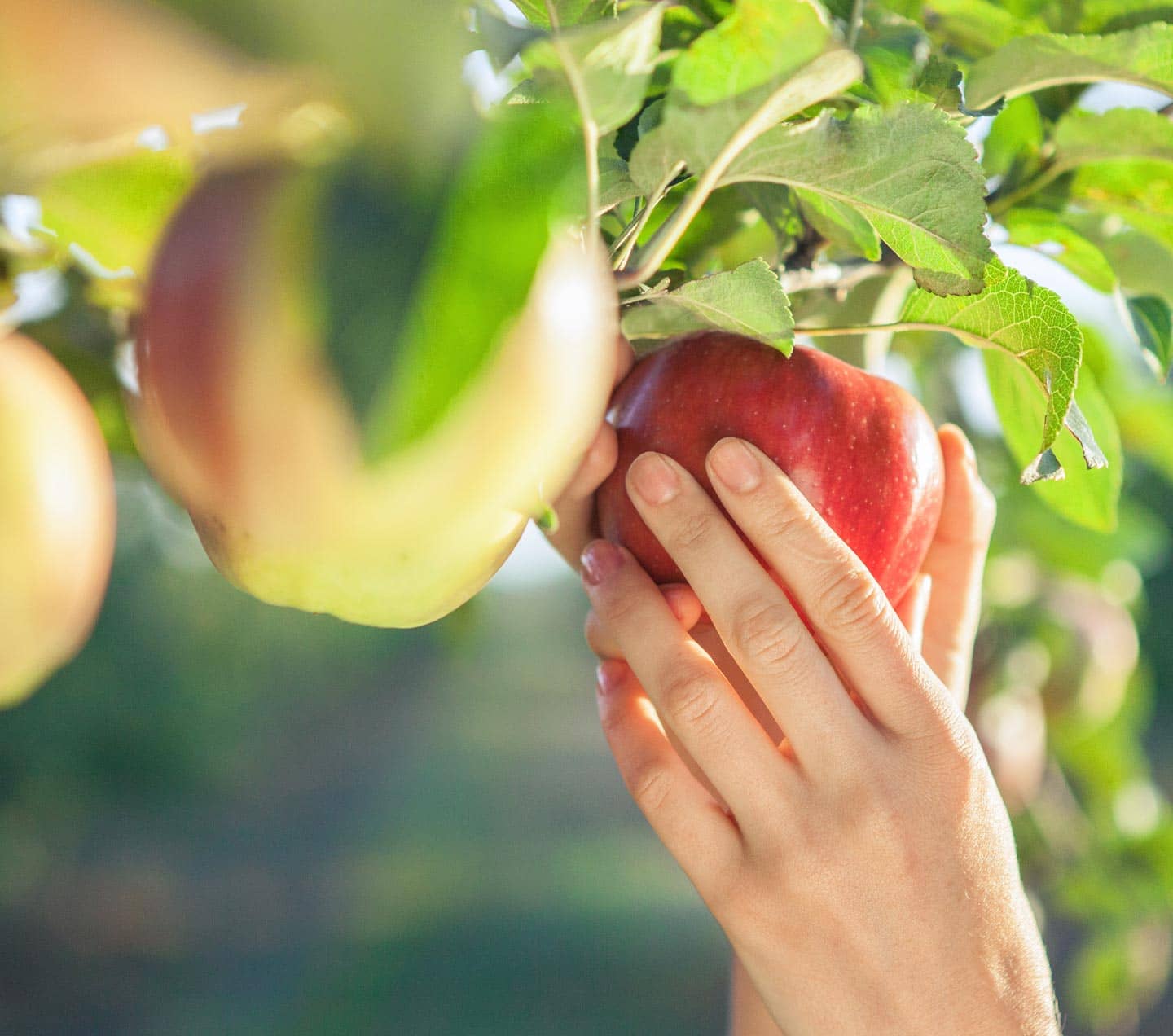 Woman picking an apple from a tree