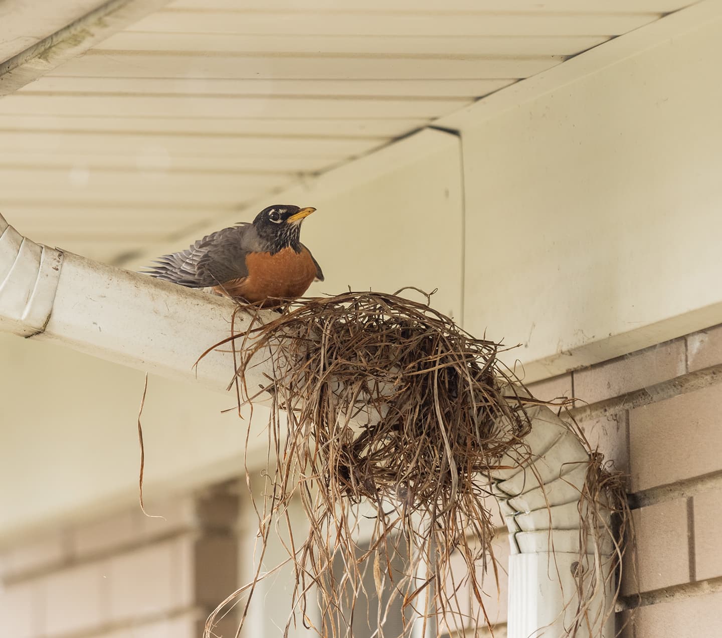 Bird building a nest