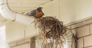 Bird building a nest