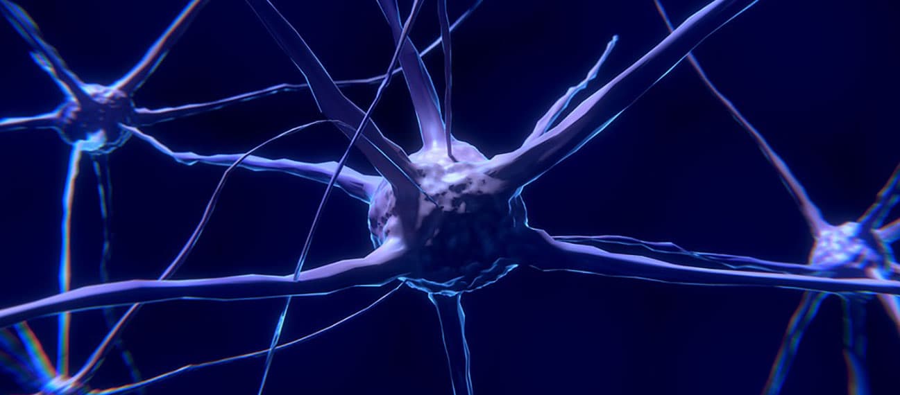 nerve cell neuron brain