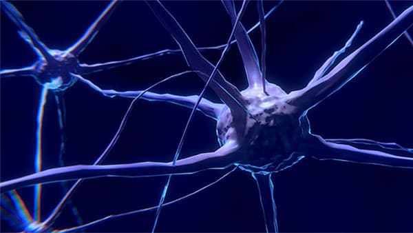 nerve cell neuron brain
